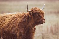 Scottish Highlander