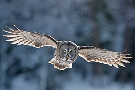 Great Grey Owl, Strix nebulosa by AGAMI Photo Agency