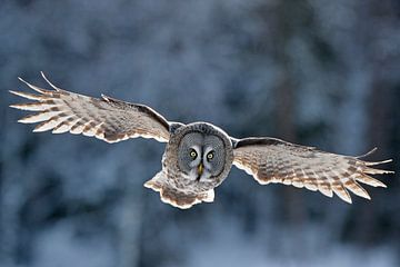 Great Grey Owl, Strix nebulosa by AGAMI Photo Agency