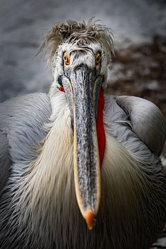 Closeup portret van een kroeskop pelikaan van Chihong