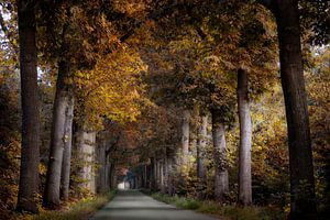 The Lane