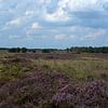 View of the Ermelo heath by Gerard de Zwaan
