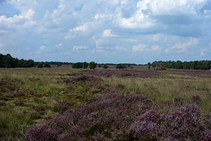 Blick auf die Ermelo-Heide