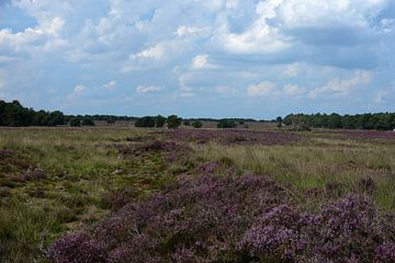 View of the Ermelo heath by Gerard de Zwaan