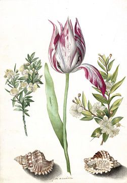 Tulp, twee takken mirte en twee schelpen, Maria Sibylla Merian  - ca. 1700