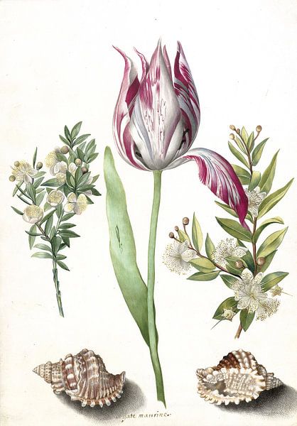 Tulp, twee takken mirte en twee schelpen, Maria Sibylla Merian  - ca. 1700 van Het Archief