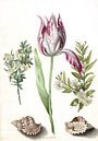 Tulp, twee takken mirte en twee schelpen, Maria Sibylla Merian  - ca. 1700 van Het Archief thumbnail