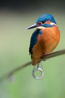 Kingfisher