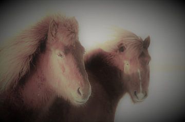 Icelander horses by Gert-Jan Siesling