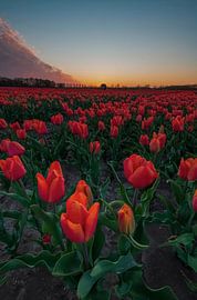 Dutch orange tulips by Marcel Hof