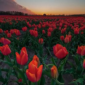 Dutch orange tulips by Marcel Hof