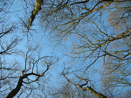 Beneath the treetops on a clear winter’s day