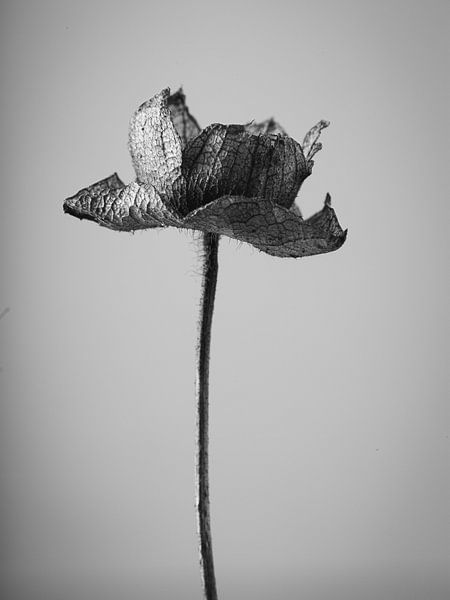 Botanisch Portret van Casper Zuidwijk