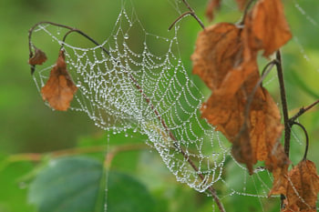 Spinnenweb