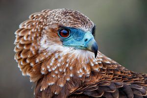 Porträt eines jungen Bateleur (Terathopius ecaudatus), Krüger-Nationalpark, Mpumalanga, Südafrika, K