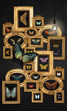 a Collection of Butterflies