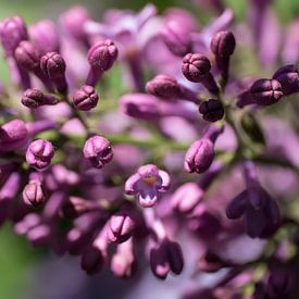 Close-up van paarsrode gekleurde, geurende lentebloemen van de sering of Syringa vulgaris van Henk Vrieselaar