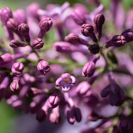 Gros plan sur les fleurs printanières du lilas ou Syringa vulgaris, au parfum rouge pourpre. sur Henk Vrieselaar