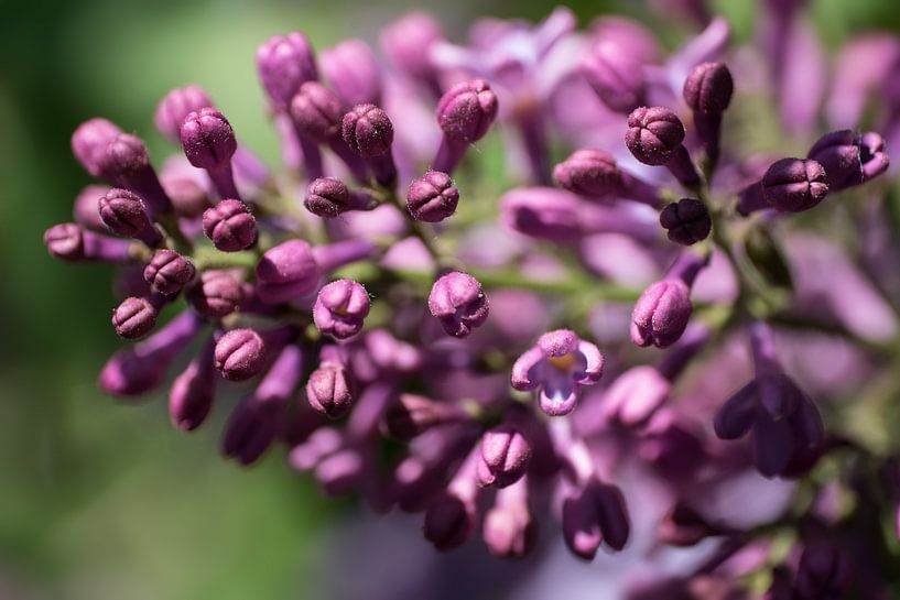 Nahaufnahme von violett-rot duftenden Frühlingsblüten des Flieders oder Syringa vulgaris von Henk Vrieselaar