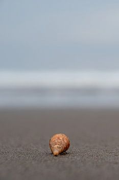 Escargot de mer sur la plage