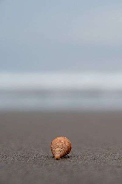 Meeresschnecke am Strand von Ton Wever