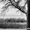 Baum auf Usedom von Heiko Westphalen