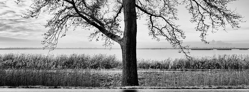 Baum auf Usedom von Heiko Westphalen