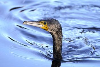 aalscholver boven water