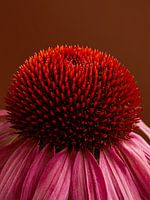 The warm heart of a Sunflower (Echinacea)