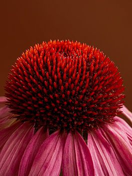 Het warme hart van een Zonnehoedje (Echinacea)