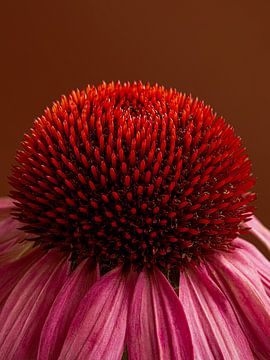 The warm heart of a Sunflower (Echinacea) by Marjolijn van den Berg