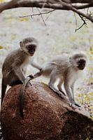 2 singes d'Afrique du Sud