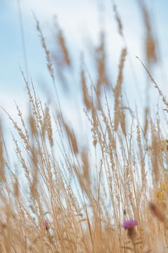 Pastel beige kleuren met zacht dromerig zomer gras art print - natuur fotografie en reisfotografie van Christa Stroo fotografie