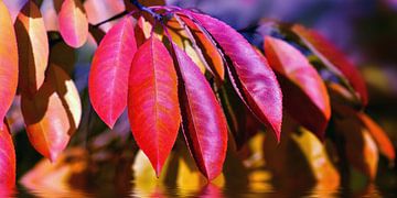 Autumn leaves by Violetta Honkisz