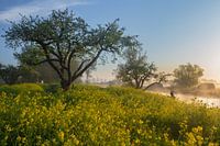 Dutch waterline in a sea of flowers