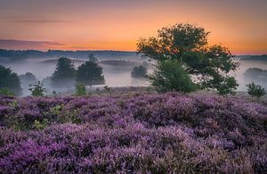 Posbank en violet