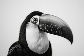 Toucan by Poster Art Shop