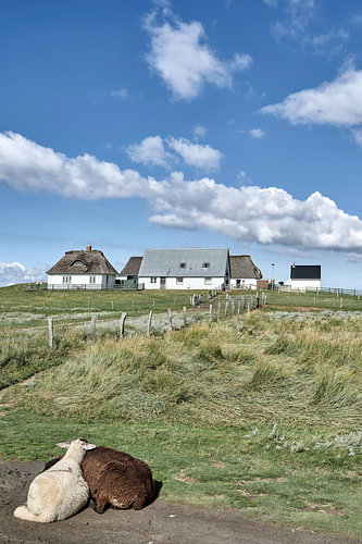 on the Hamburg Hallig in North Frisia