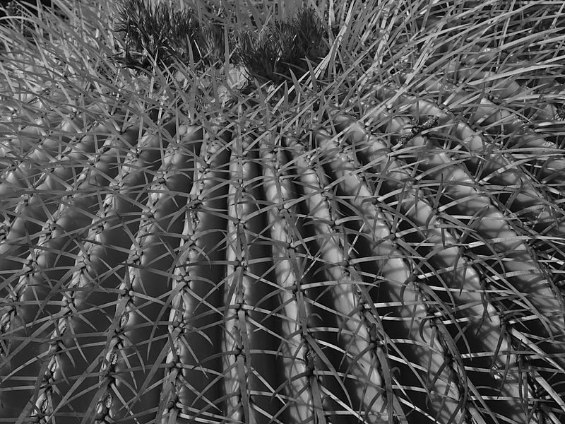 Gold ball cactus in black and white by Timon Schneider