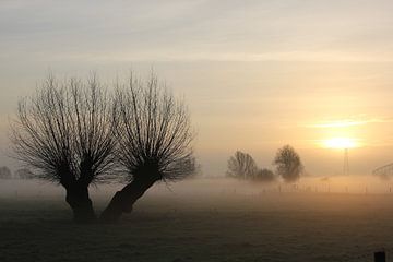 Knotwilg in mistige polder Oosterbeek.