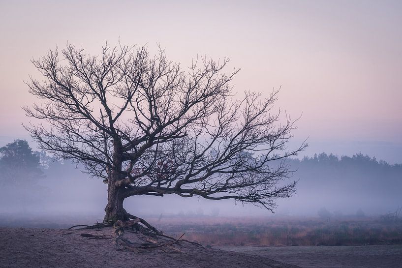 Foggy Details van Erik de Jong