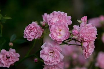De elegantie van roze trosrozen van Robin Faassen