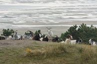 Geiten in de duinen van het eiland Terschelling van Tonko Oosterink thumbnail