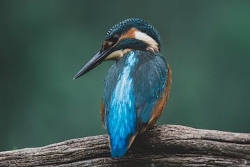 Kingfisher on the lookout by Christien van der Veen Fotografie