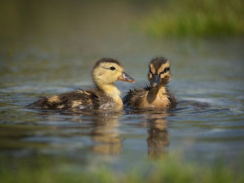 zwei junge Entenküken im Wasser
