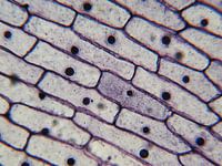 Schors van een ui onder een microscoop