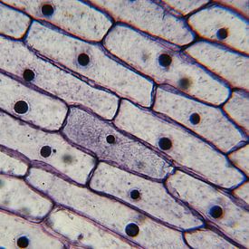 Schors van een ui onder een microscoop van Wijco van Zoelen