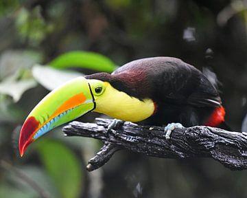 Vögel in Costa Rica: Keilschnabeltukan (Schwefelbrusttukan) von Rini Kools