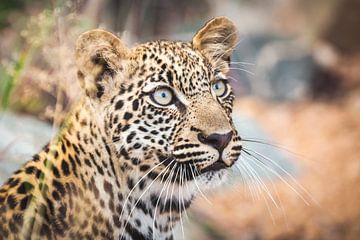 Portrait of a young leopard in South Africa by Simone Janssen