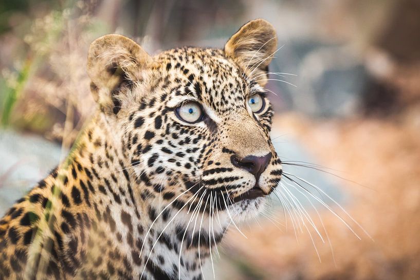 Porträt eines jungen Leoparden in Südafrika von Simone Janssen